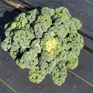Flowering Kale Yokohama White
