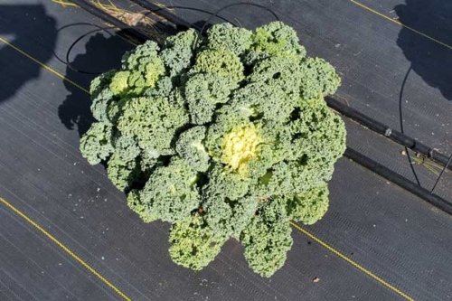 Flowering Kale Yokohama White