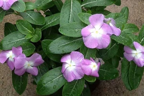 Vinca Rosea