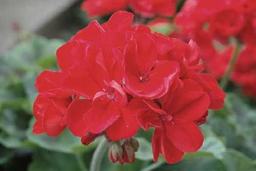 Geranium