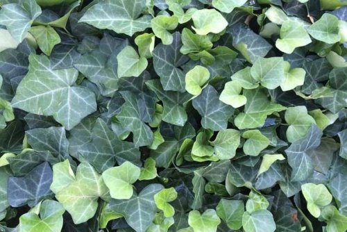 Hedera helix English