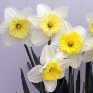 Narcissus Ice Follies (Wh/Yel)