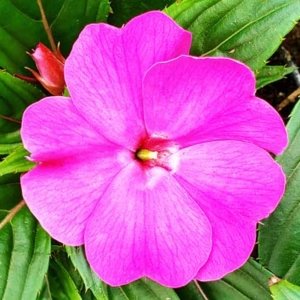 Impatiens