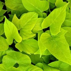 Ipomoea