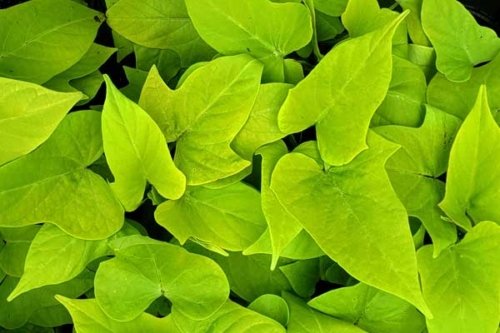 Ipomoea