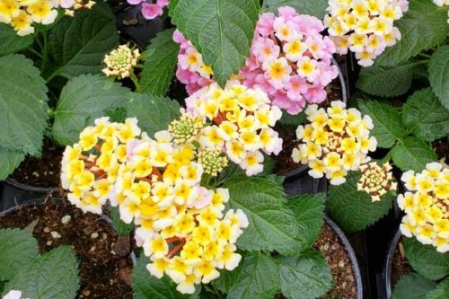 Lantana
