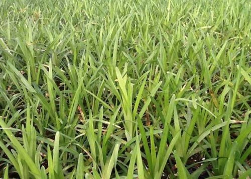 Liriope muscari Big Blue