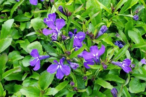 Lobelia