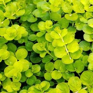 Lysimachia