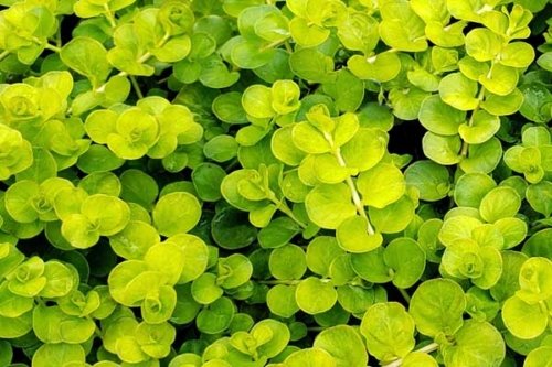 Lysimachia