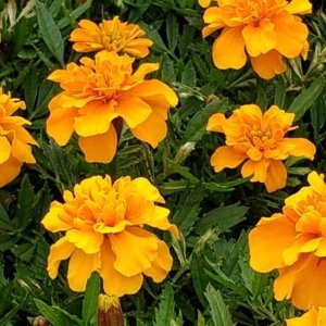 Marigold