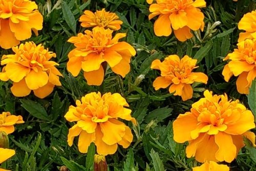 Marigold