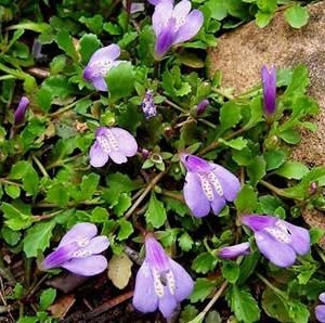 Mazus reptans Purple