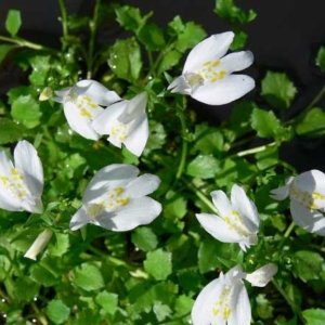 Mazus Alba