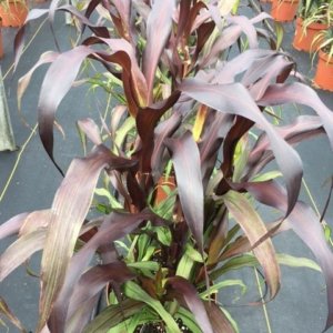Millet Purple Baron
