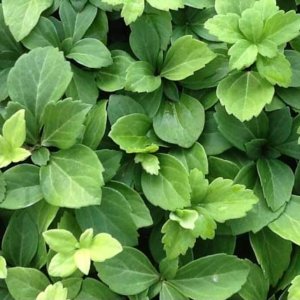 Pachysandra term. Common