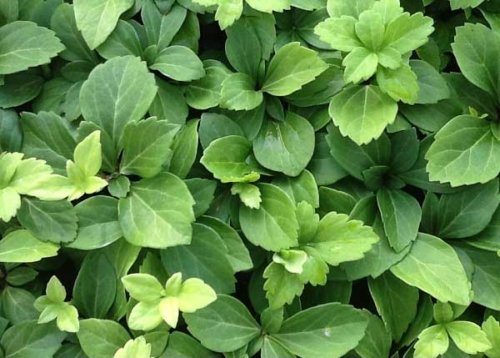 Pachysandra term. Common