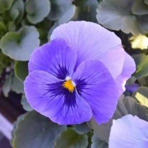 Pansy Delta Classic Marina