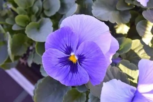 Pansy Delta Classic Marina