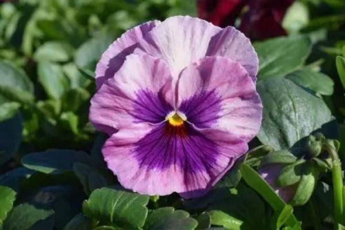 Pansy Delta Classic Pink Shades