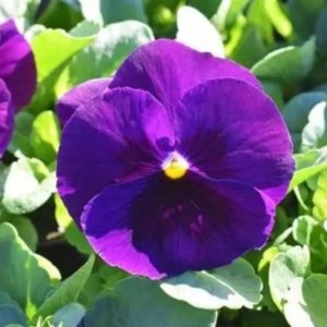 Pansy Delta Clear Violet