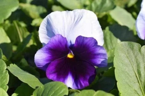 Pansy Delta Premium Beaconsfield