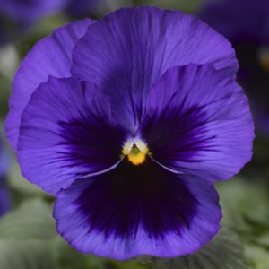 Pansy Delta Premium Blue Blotch
