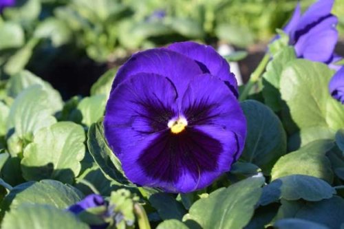Pansy Delta Premium Blue Blotch
