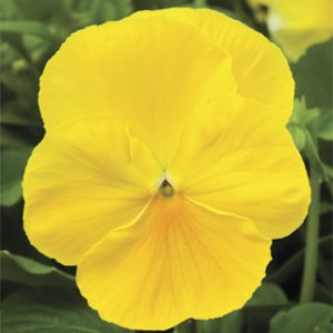 Pansy Delta Premium Pure Lemon