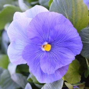 Pansy Delta Premium Pure Light Blue