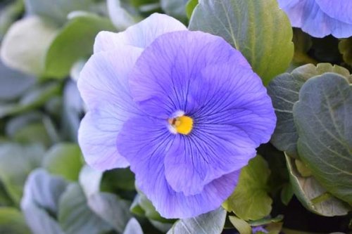 Pansy Delta Premium Pure Light Blue