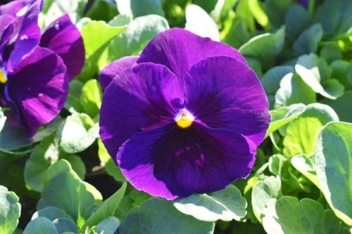 Pansy Delta Premium Pure Violet