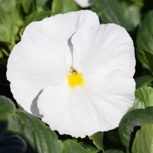 Pansy Delta Premium Pure White