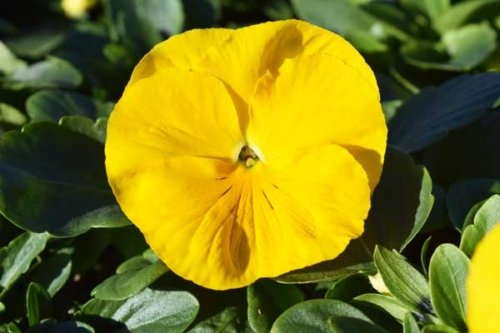 Pansy Delta Premium Pure Yellow
