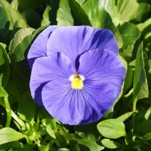 Pansy Delta Premium True Blue
