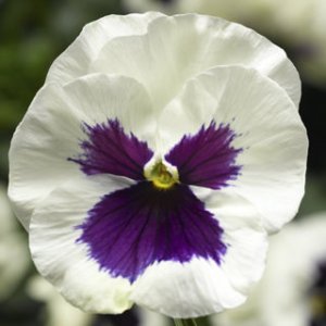 Pansy Delta Premium White Blotch