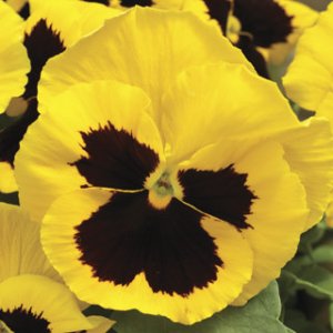 Pansy Delta Speedy Yellow Blotch