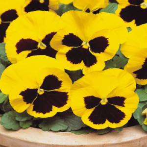 Pansy Delta Premium Yellow Blotch