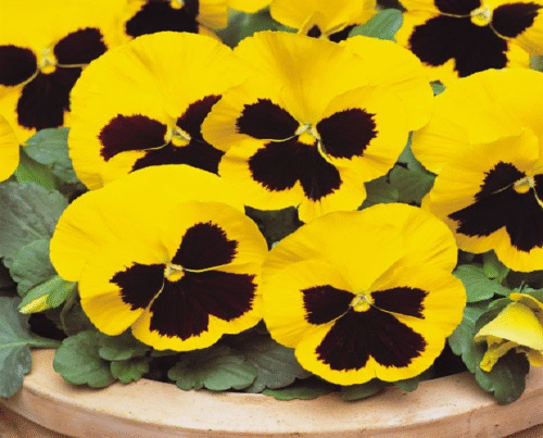 Pansy Delta Premium Yellow Blotch