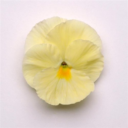 Pansy Matrix Primrose