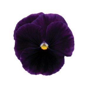 Pansy Spring Matrix Purple