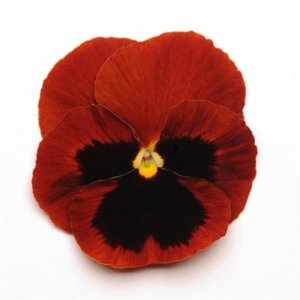 Pansy Matrix Red Blotch