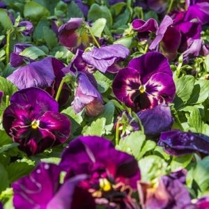 Pansy Matrix Sangria