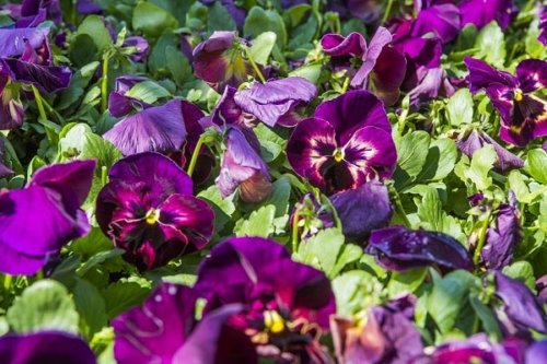 Pansy Matrix Sangria
