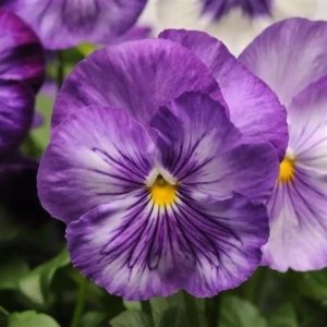 Pansy Spring Matrix Lavender Mix