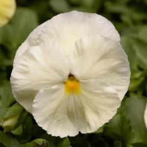 Pansy Spring Matrix Primrose