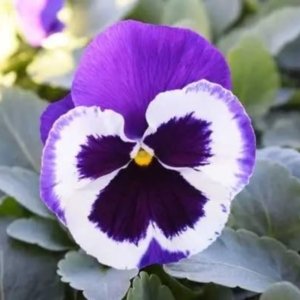Pansy Violet and White Blotch
