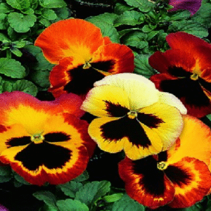 Pansy Delta Fire