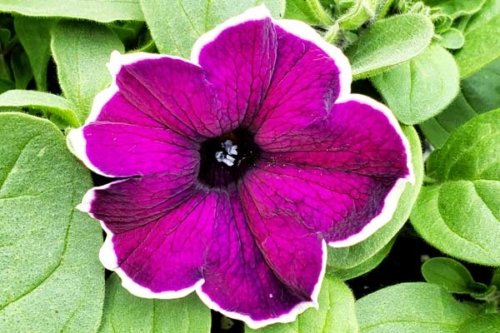 Petunia