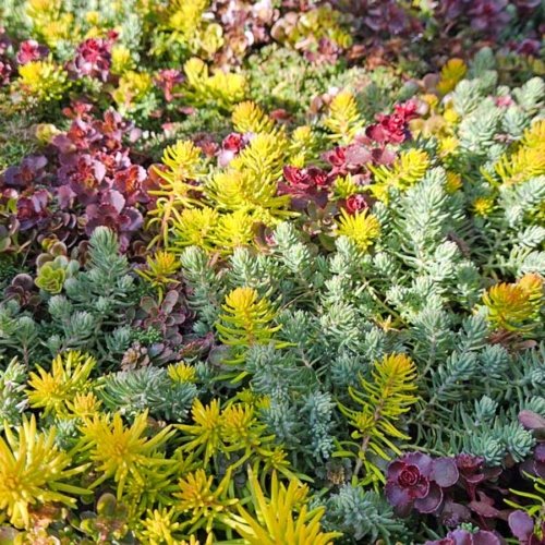 Buy Sedum Stonecrop